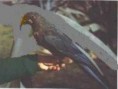/album/hagamos-algo/guacamayo-macao-glauco-jpg/